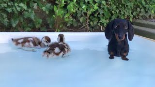 They splashed me wet Dachshund amp goslings •16 [upl. by Shel]