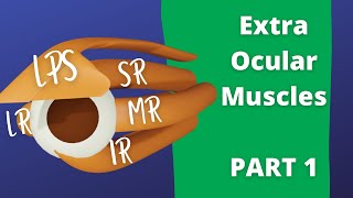 Eye Movements Part 1  Extra Ocular Muscles [upl. by Rehtaeh]