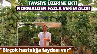 Yetiştirdiği Papaya Meyvesiyle Ana Vatan Meksika ve Malezyaya Rakip Oldu [upl. by Valera]