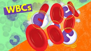 White Blood Cells Introduction aka Leukocytes  How they Work [upl. by Martinson911]