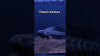 TerChanna  Channa Asiatica White Spot shorts channa asiatica animals [upl. by Mendie]