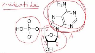 Molecular Biology Basics Lesson 1  What is DNA [upl. by Purse109]