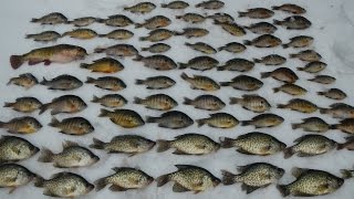 Vlog 4 Ice Fishing for Bass Bluegill Crappie and Other Panfish [upl. by Boyse]