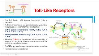 Toll like receptors [upl. by Akitan]