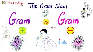 The Gram Stain GramPositive vs GramNegative and Bacterial Structure  Microbiology 🧫 [upl. by Natsuj701]