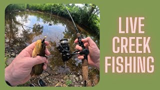 Light Tackle Creek Fishing [upl. by Gilcrest]