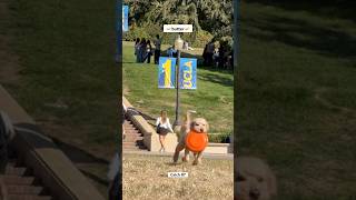 Gorgeous day 🐕 labradoodle dogtraining frisbeedog drdre [upl. by Fedora]