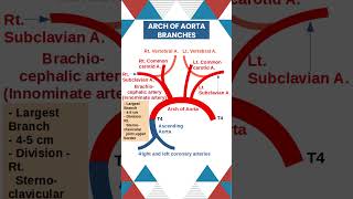 Arch of Aorta Anatomy Key branches Explained Anatomy Cardiology MedicalEducation [upl. by Aruol255]