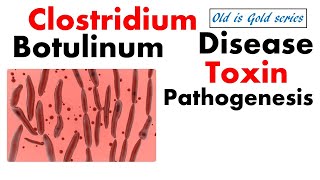 Clostridium Botulinum Microbiology  pathogenesis toxins and disease [upl. by Edla575]