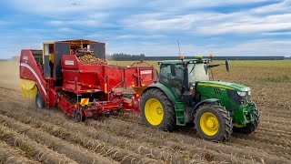 Harvesting Potatoes w John Deere 6145R amp GRIMME SE 260 [upl. by Suhcnip229]