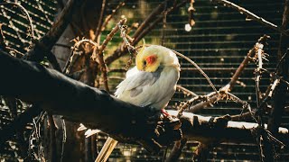 Cockatiel Bird  Pied Cockatiel Bird  HD Video [upl. by Atiuqel]