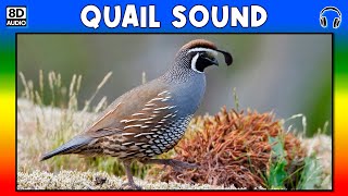 🐦 QUAIL SOUND  QUAIL SOUND EFFECT  SOUND OF QUAIL  NOISE OF QUAIL [upl. by Assyla682]