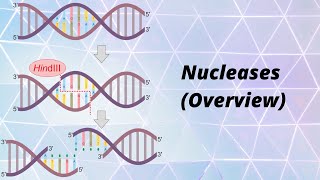 Nucleases Overview [upl. by Artim555]