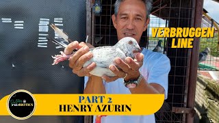 Ipinakita ang Verbruggen bird at iba pa 鸽子 حمامة Merpati นกพิราบ कबूतर [upl. by Candida]