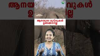 എന്തു കൊണ്ടാണ് ആനയുടെ മുറിവ് ഒരിക്കലും ഉണങ്ങാത്തത്  elephant wounds cant heal [upl. by Ynabe]