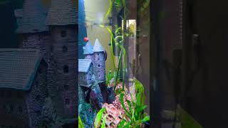 3 Plecos 1 Palace [upl. by Ahsenyt486]