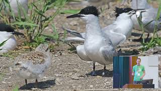 Seabird Group 2024 Conference  University of Coimbra 3 Sept 2024  Session 2 [upl. by Cariotta]