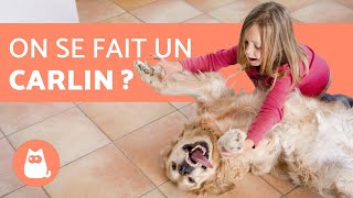 10 races de CHIEN LES PLUS AFFECTUEUSES [upl. by Adalbert294]