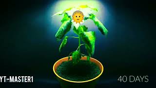 plant growth time lapse from seedplant growth time lapse [upl. by Aube456]