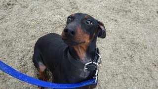 Nelson  Manchester Terrier  4 Week Residential Dog Training at Adolescent Dogs [upl. by Carhart467]