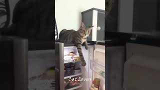 Funny Cat Moments🤣😍 cat funnycats pets funnypets shorts viralshorts [upl. by Odlanir]