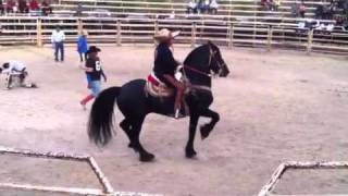 Caballo bailador Frisian Ster [upl. by Rizas]