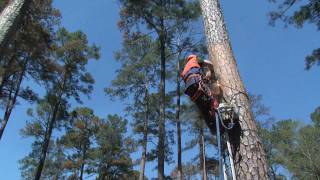 LDWF  Redcockaded Woodpecker Artificial Nest Cavity Demonstration [upl. by Dylana]