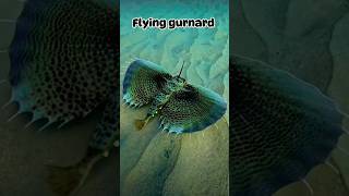 A brief introduction to 😍Flying gurnard🥰horts youtubeshorts [upl. by Aenitsirhc233]