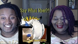 Pebble the swearing parrot tells us how she feels  Reaction [upl. by Atsirt5]