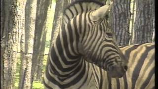 ZEBRAS AT GROOTE SCHUUR ESTATE FILMED BY BARBARA HEUNINGER SABC 12 OCT 1993 [upl. by Oeht]