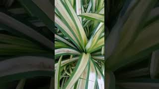 Pandanus fascicularisThazhampoo plantதாழை மலர் செடி [upl. by Iline]