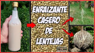 🌱COMO HACER ENRAIZANTE DE LENTEJAS 🌱 How to make a homemade rooting agent with lentils [upl. by Ganley592]