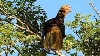 CANTO do ARACUÃDOPANTANAL ORTALIS CANICOLLIS CHACO CHACHALACA CHARATA Palco da Natureza [upl. by Urba626]