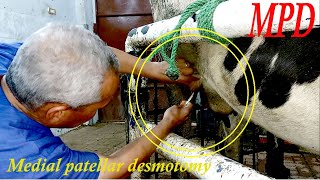 🐄 What is patellar fixation in cow amp how to treat it by Medial patellar desmotomy 🐄 [upl. by Nosemaj]