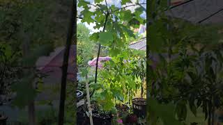 Twisted Oak bonsai backyard oaktree bonsaitrees [upl. by Eeresid]