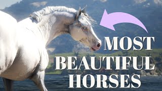 TOP 10 MOST BEAUTIFUL HORSES IN RED DEAD REDEMPTION 2  Pinehaven [upl. by Mitzie491]