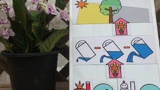 how to grow Streptocarpus [upl. by Yenaj]