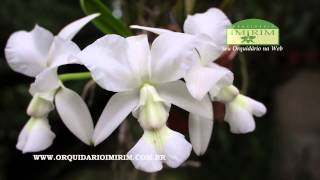 Cattleya walkeriana var alba [upl. by Ailicec955]