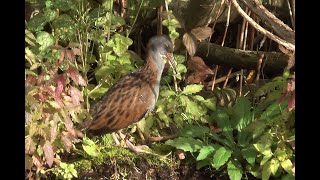 Waterral Rallus aquaticus poetsend [upl. by Lansing]