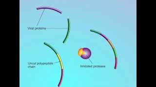 HIV Mechanisms of Action of Protease Inhibitors PIs [upl. by Htedirem896]