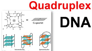 DNA structure  Quadruplex DNA [upl. by Nosniv38]