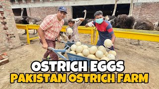 Ostrich Eggs Collect For Decoration  Pakistan Ostrich Farm Brand  Shakeel Bhai [upl. by Haroppizt965]