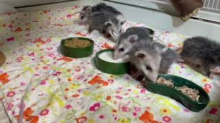 Remember the little opossum babies that came in a few weeks back Look at them now [upl. by Balbinder946]