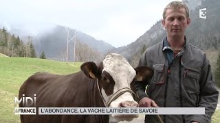 ANIMAUX  Labondance la vache laitière de Savoie [upl. by Aipmylo]