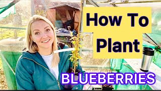 HOW to plant BLUEBERRY plants  Allotment UK [upl. by Holton]