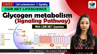 Glycogen Metabolism Signaling  GPCR Pathway  Cell signaling  CSIR NET 2024 [upl. by Adamok836]