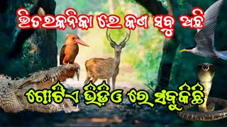 ଭିତରକନିକା ରେ କଣ ସବୁ ଅଛି bhitarkanika national parkvlogkendraparanaturebhitarkanika [upl. by Navetse209]