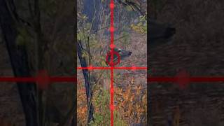 NO WAY gaming huntlife deerhunting gamingshorts hunterlife hunting hunterslife [upl. by Erdei]