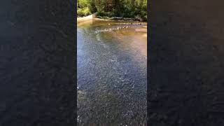 Alewives run up Damariscotta River [upl. by Mccullough]