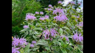 Minnesota Native Plants  Wild Bergamot Monarda Fistulosa [upl. by Alehs]